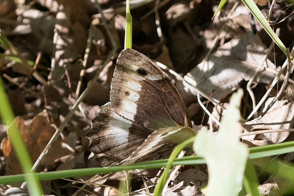 Hipparchia fagi - 1523 - Cipieres - 25/09/20
