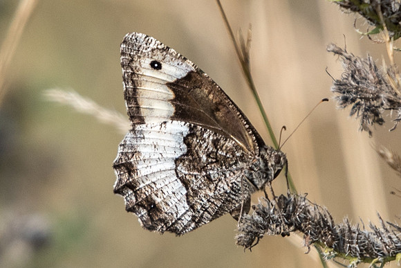 Hipparchia fagi-1045 - Arbonne la forêt - 23/08/18