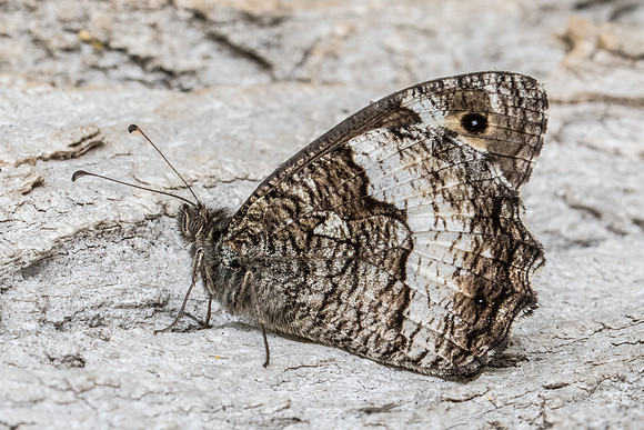 Hipparchia fagi-7836 - Arbonne la forêt - 14/07/19