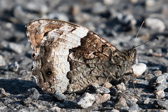 Hipparchia fagi - 0847 - Route Eus-Sournia - 15/07/23