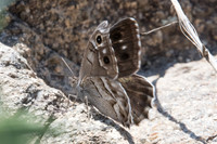 Hipparchia fidia-1369 - Route Eus-Sournia - 15/07/23