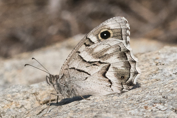 Hipparchia fidia-0837 - Route Eus-Sournia - 15/07/23
