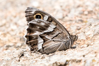 Hipparchia fidia-0877 - Route Eus-Sournia - 15/07/23