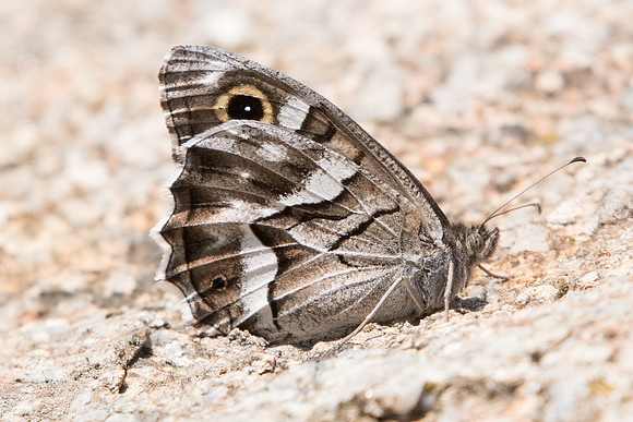 Hipparchia fidia-0877 - Route Eus-Sournia - 15/07/23