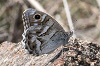 Hipparchia fidia-1368 -Route Eus-Sournia - 15/07/23