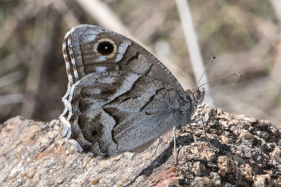 Hipparchia fidia-1368 -Route Eus-Sournia - 15/07/23