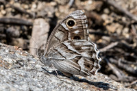 Hipparchia fidia-1372 - Route Eus-Sournia - 15/07/23