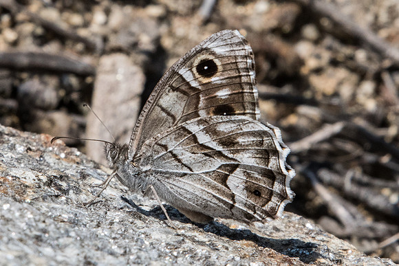 Hipparchia fidia-1372 - Route Eus-Sournia - 15/07/23