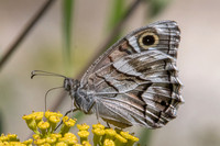 Hipparchia fidia-1495 - Route Eus-Sournia 15/07/23