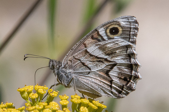 Hipparchia fidia-1495 - Route Eus-Sournia 15/07/23