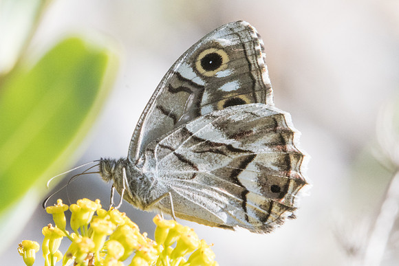 Hipparchia fidia-1519 Route Eus-Sournia - 15/09/23