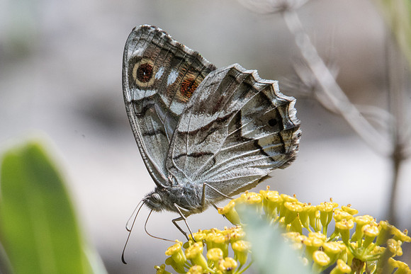 Hipparchia fidia-1522 Route Eus-Sournia - 15/09/23