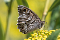 Hipparchia fidia-1620 Route Eus-Sournia - 15/09/23