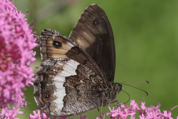 Hipparchia genava-7913 - Rimplas - 28/06/21