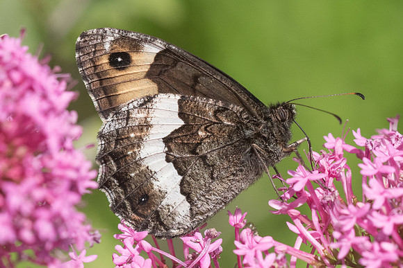 Hipparchia genava -7915 - Rimplas - 28/06/21