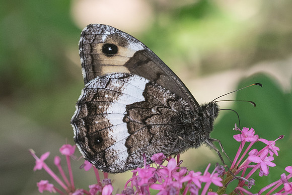 Hipparchia genava-7906 - Rimplas - 28/06/21