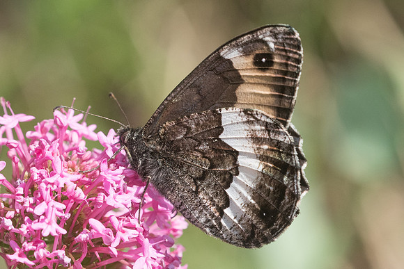 Hipparchia genava-7917 - Rimplas - 28/06/21