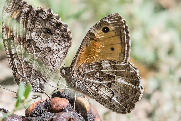 Hipparchia semele - 7422 - Nohedes - 23/07/23