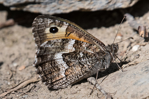 Hipparchia semele-7239 - Nohedes - 23/07/23