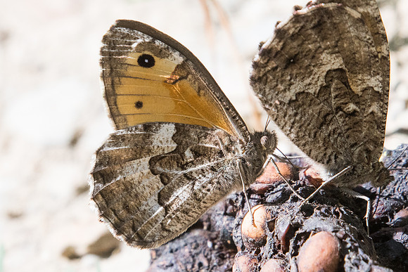 Hipparchia semele-7430 Nohedes - 23/07/23