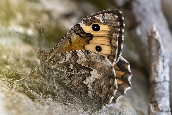 Hipparchia semele ♀-1605 - Sournia - 15/07/23