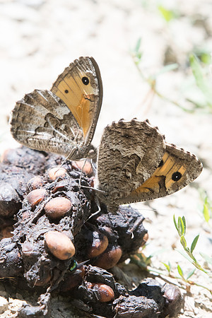 Hipparchia semele-7434 Nohedes - 23/07/23