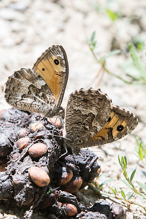 Hipparchia semele-7435 Nohedes - 23/07/23