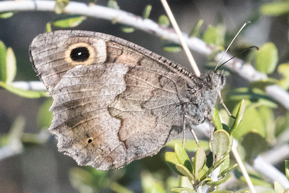 Hipparchia statilinus-0652 - Calce - 14/07/23