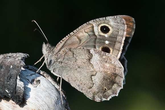 Hipparchia statilinus-0726 - Calce -14/07/23