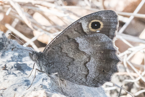 Hipparchia statilinus-0657 - Calce - 14/07/23