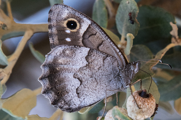 Hipparchia statilinus-7488 - Calce - 23/07/23