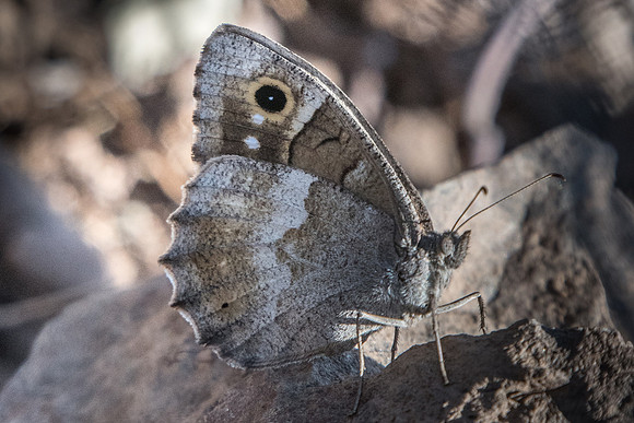 Hipparchia statilinus - 7575 - Calce - 23/07/23