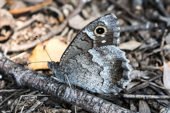 Hipparchia statilinus-7530 - Calce - 23/07/23