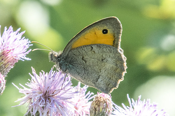 Hyponephele lupina-3929 - Argentière la bessée - 2/7/20