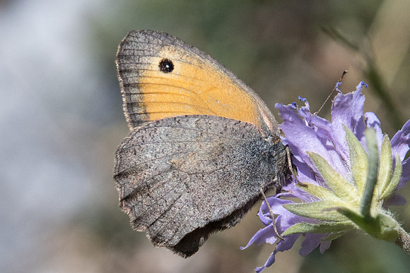 Hyponephele lupina-6046 - col de l'Izoard (le laus 1745m) - 22/07/22