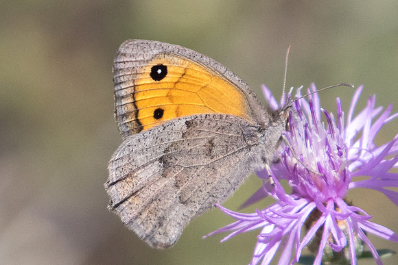 Hyponephele lupina-6397 - Argentiere la bessée - 22/07/22