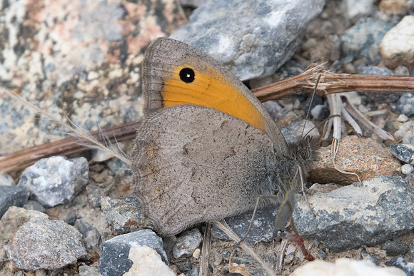 Hyponephele lupina-3304 - Argentière la bessée - 4/07/21