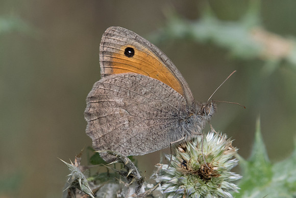 Hyponephele lycaon-3250 - Briançon 4/07/21