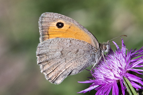 Hyponephele lycaon ♀-8496 - Termignon - 16/07/22