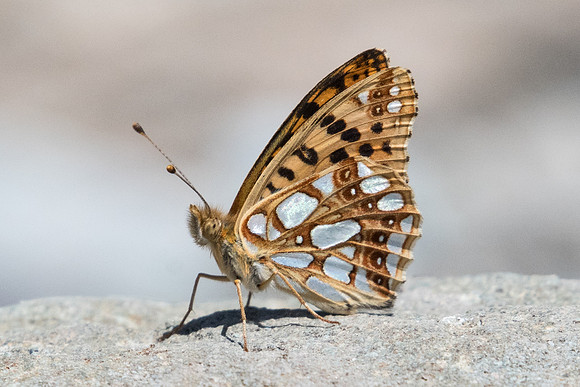 Issoria lathonia-5511 - Nevache - 21/07/22