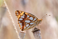 Issoria lathonia (Petit nacré) - Jussy - 6/07/19