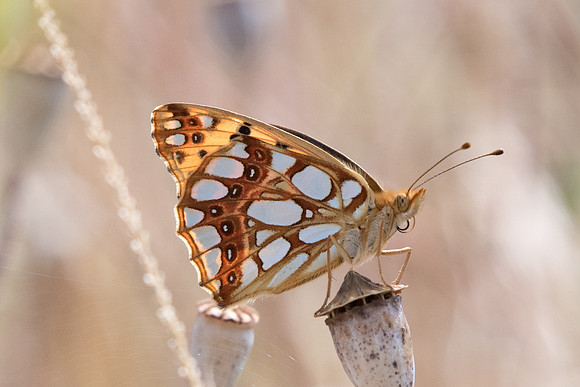 Issoria lathonia (Petit nacré) - Jussy - 6/07/19