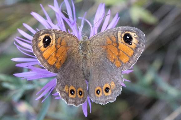 Lasiomata maera ♀ - 8972 - Peille 14/09/20