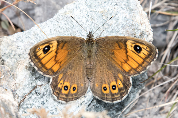 Lasiommata maera ♀-3359 - Argentière la bessée - 4/07/21
