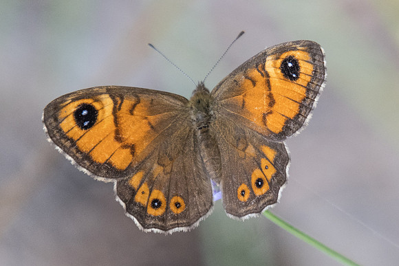 Lasiommata maera ♀-7461 -  Fontainebleau - 27/08/22