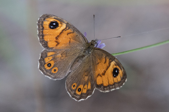 Lasiommata maera ♀-7458 - Fontainebleau - 27/08/22