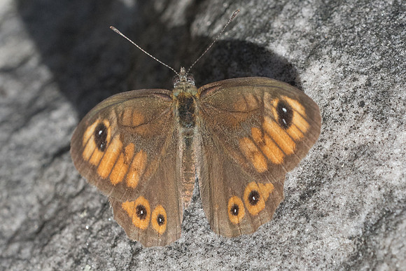 Lasiommata maera ♂-7773 -Fontainebleau - 4/09/22