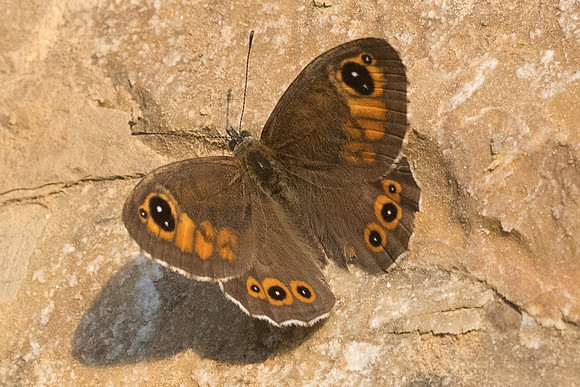 Lasiommata maera ♂- 7955 - Rimplas - 28/06/21