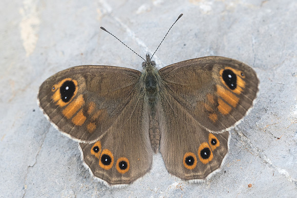 Lasiommata maera ♂-4025 - Rimplas (960 m) - 25/06/21