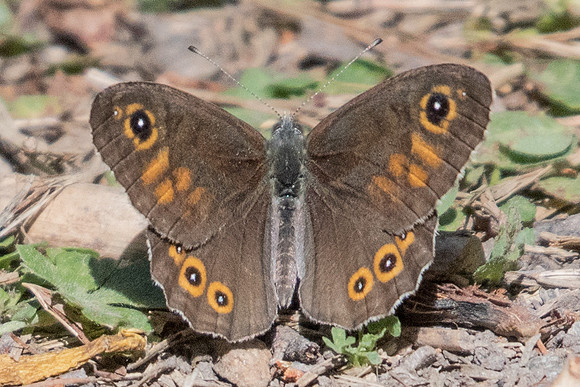 Lasiommata maera ♂-3210 - Briançon (route d'Italie) - 1/07/20